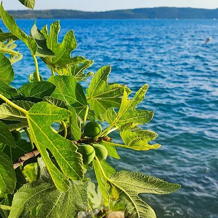 Apartment Penava, Private Beach, Pool And 7min To *